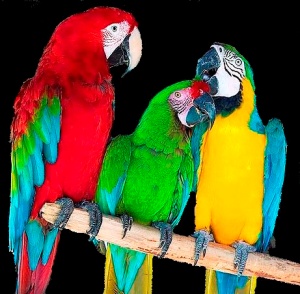 Бизнес на разведении и продаже попугаев