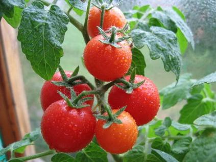 Овощной бизнес. Выращивание помидоров