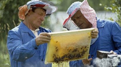 Пчеловодческий бизнес