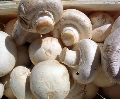 Выращивание грибов шампиньонов