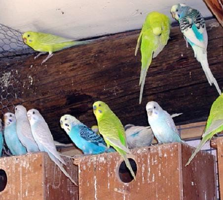 Разведение волнистых попугайчиков как бизнес