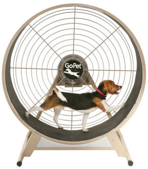 Идеи домашнего бизнеса. «Собака в колесе», или Халявное электричество 21 века343300