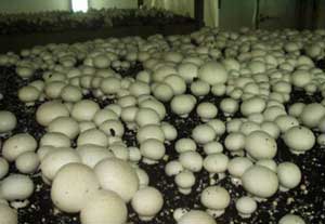 Простая методика выращивания грибов шампиньонов300207
