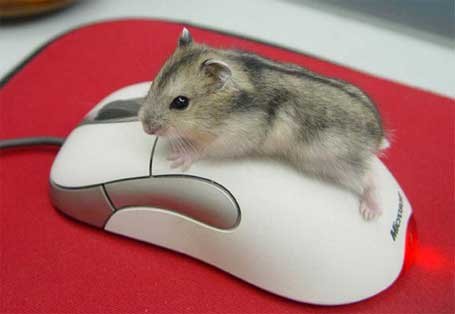 Выбираем компьютерную мышь