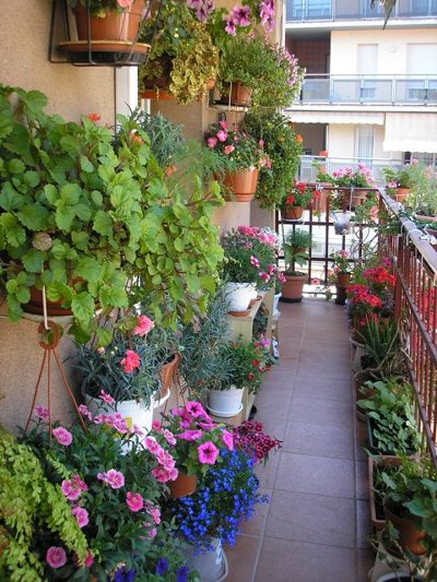 Как на балконе или лоджии устроить зеленый райский уголок?