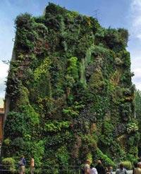 Лианы с интенсивным ростом надземной части для вертикального озеленения стен