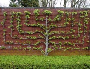 Лианы с интенсивным ростом надземной части для вертикального озеленения стен
