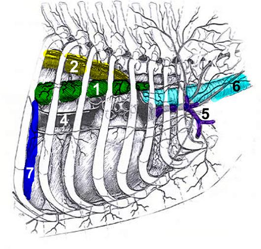 Схема грудной клетки собаки: вид справа