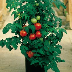 Как растить помидоры дома