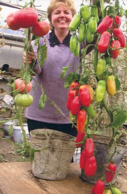 Ведерная агротехника по выращиванию томатов